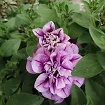 Schlossblick Appartamento