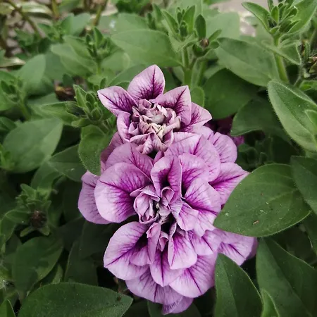 Schlossblick Appartement