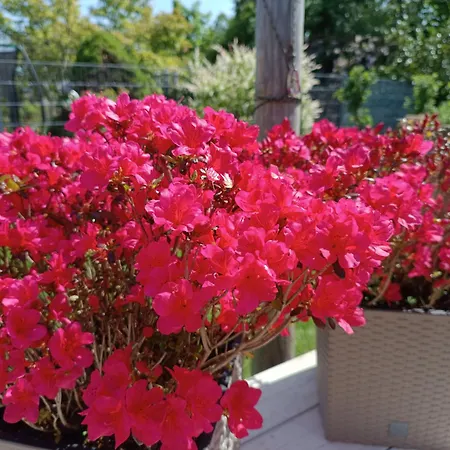 Schlossblick Appartement *